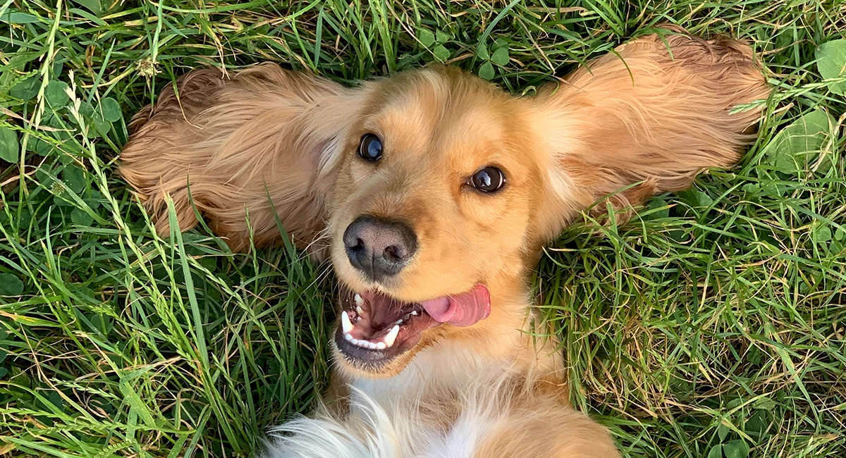 engaging_with_media-_sit-_stay-_and_dont_bite-hero