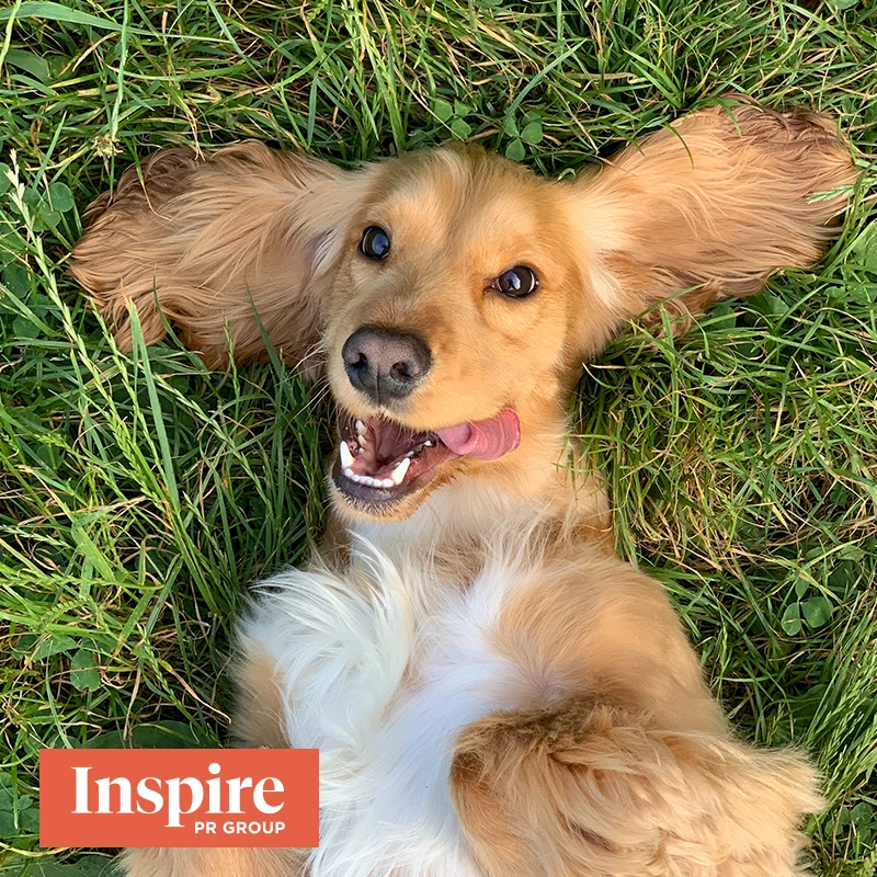 engaging_with_media-_sit-_stay-_and_dont_bite