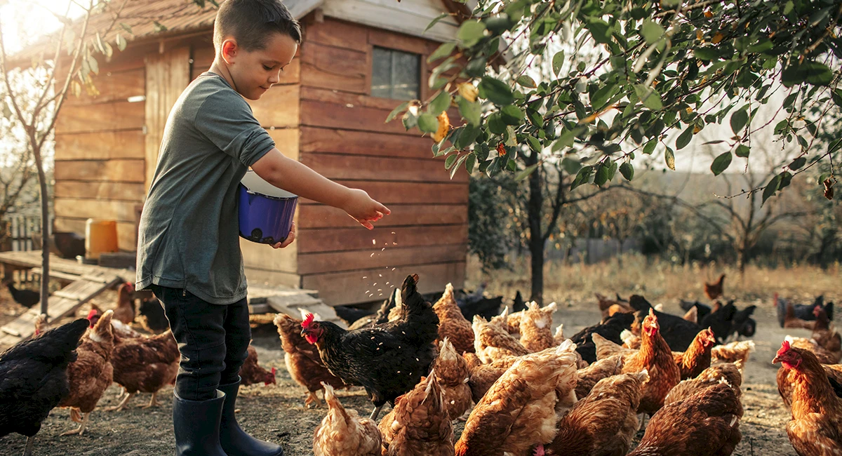 eggs101-slideshow-1200x650_copy